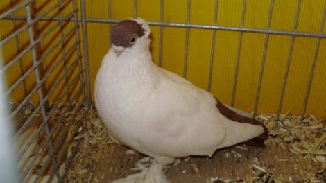 Tumbler pigeons - białostocka