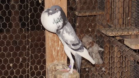 pigeons - Boulant