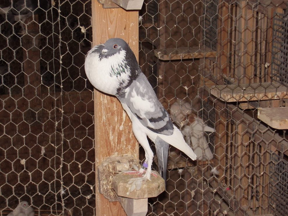 pigeons - Boulant