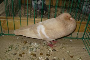 Boulant -pigeons