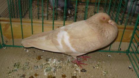 Boulant -pigeons