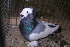 taube - formentauben