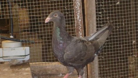pigeons