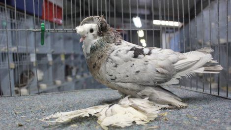 Trumpeter pigeons
