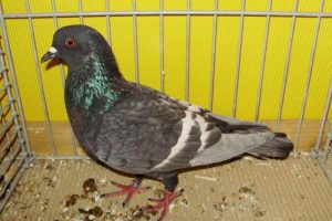 Field Pigeon