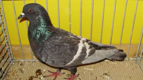 Field Pigeon