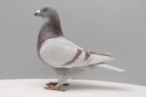 homer pigeons