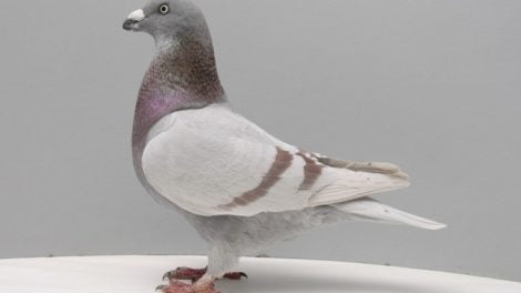 homer pigeons