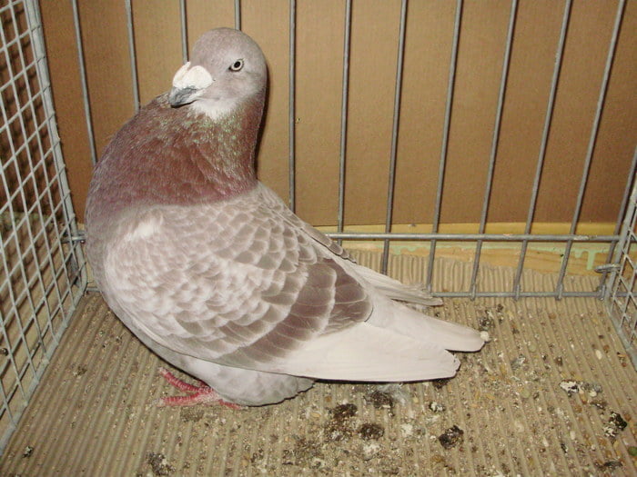 form pigeons