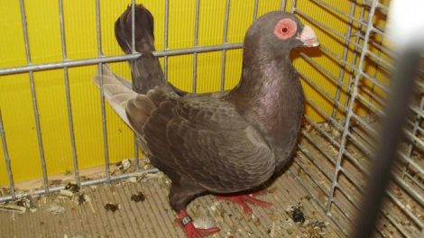 indianer - pigeons - wattle