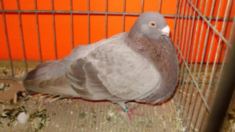 Pouter-pigeons