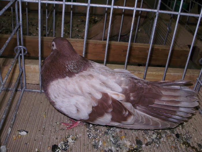 Haut-volant - pigeons