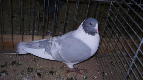 pigeons - kanik - form