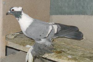 tumbler pigeons