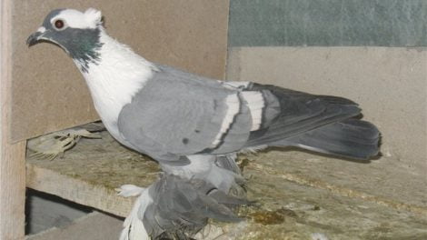 tumbler pigeons