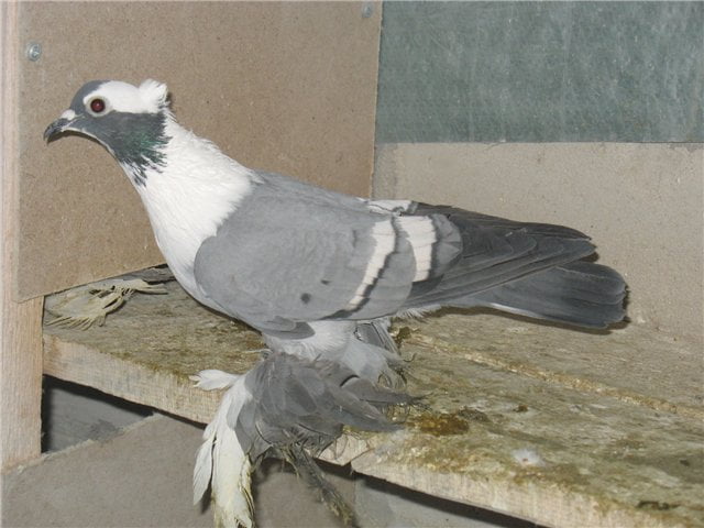 tumbler pigeons