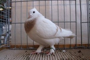 pigeons - swiss - colour
