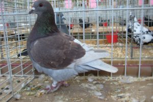 Pigeon - utility pigeons