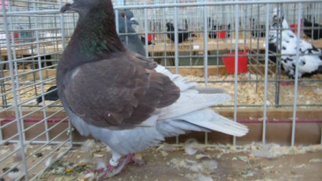 Pigeon - utility pigeons