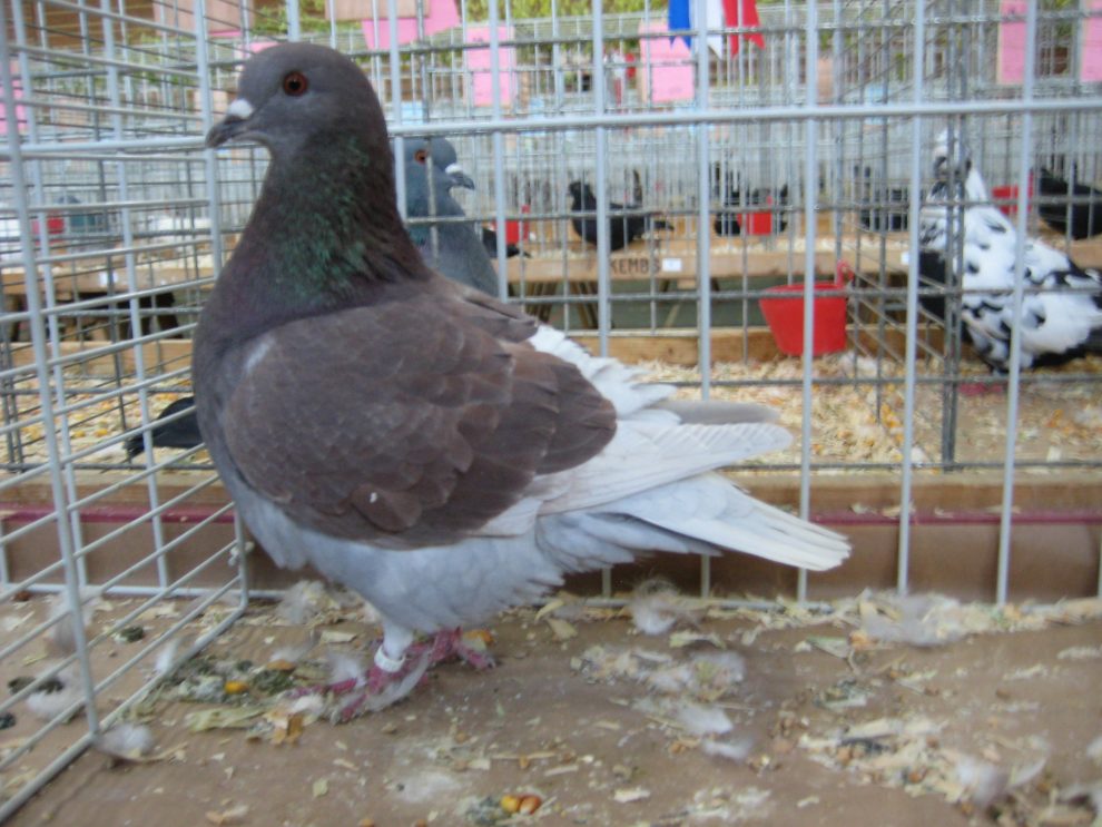Pigeon - utility pigeons