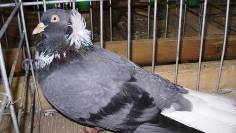 Roller pigeons