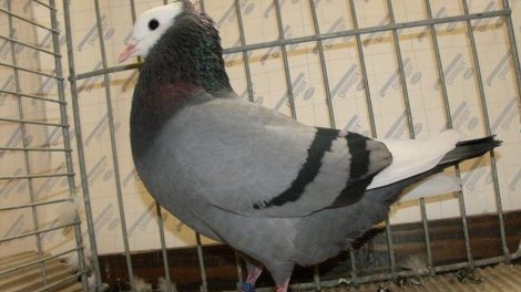 Ringbeater - pigeons - ringschläger