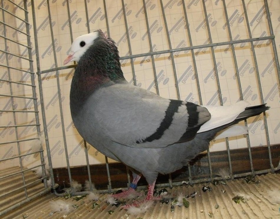 Ringbeater - pigeons - ringschläger
