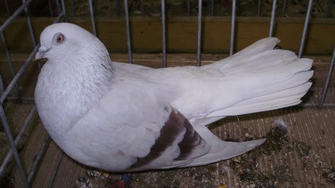 Highflyer - pigeons
