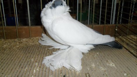 Schmalkaldener Mohrenkopf