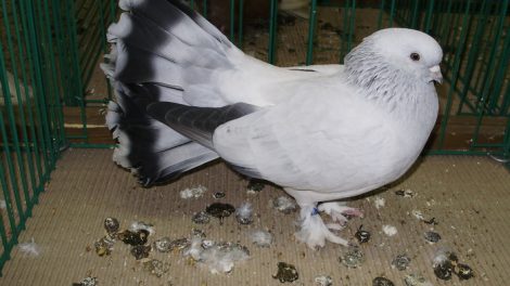 Seldschuk fantail