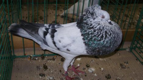 dove - cropper
