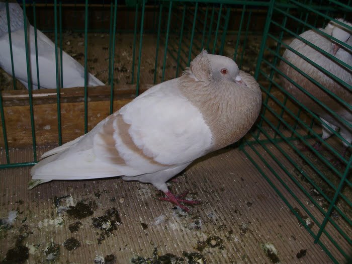 cropper - pigeons