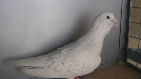 Dewlap