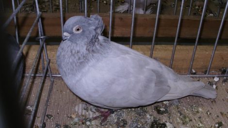 tumbler pigeons