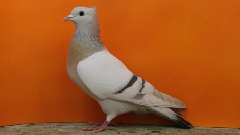 pigeons couleur