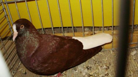 Thuringian pigeons - white tail