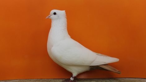 Wiggertaler Farbenschwanz CH