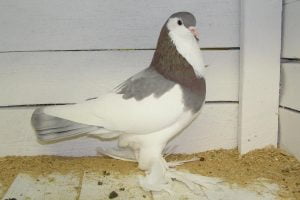 tumbler pigeons - muffed tumbler