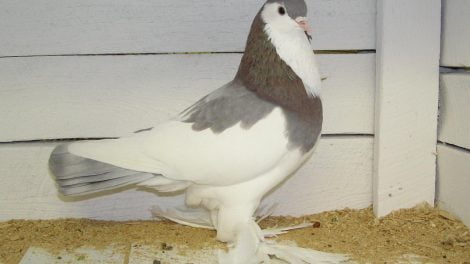 tumbler pigeons - muffed tumbler