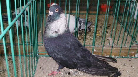 pigeons - rehani