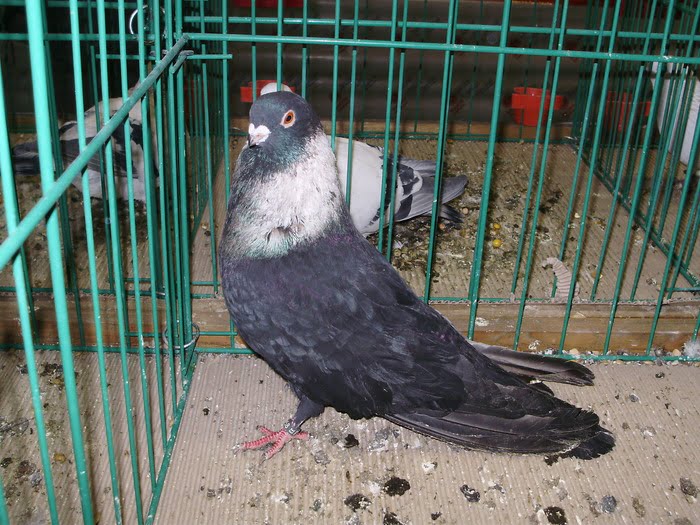 pigeons - rehani