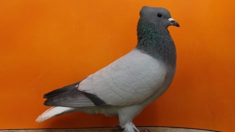 farbentauben
