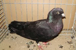 dewlpa pigeons - syrian