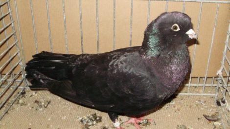 dewlpa pigeons - syrian