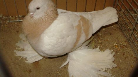 tumbler-muffed pigeons