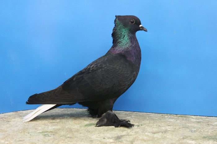 pigeons - swiss color pigeons 