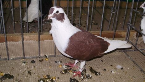 Owl pigeons