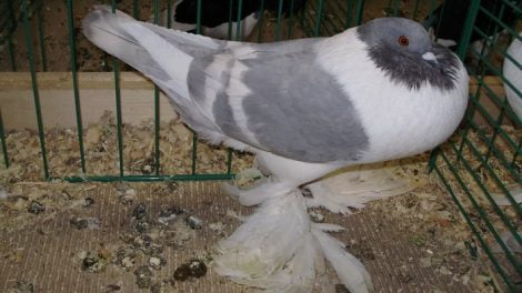 cropper pigeons