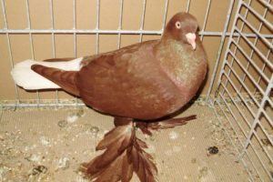 red pigeons - muffed tumbler pigeons