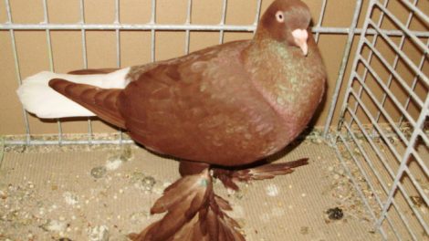red pigeons - muffed tumbler pigeons